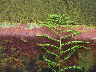 close up of an old rusty steel surface covered in green moss and algae with a fern growing against if