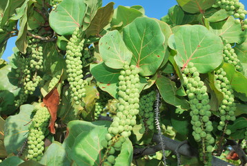 beach grapes