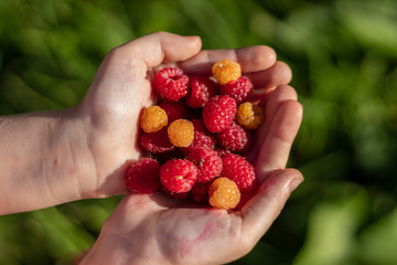 Yellow or orange and red raspberries in children's palms. The concept of the summer harvest in the country in the village