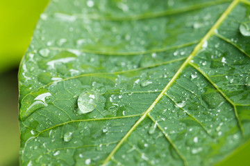 Water drop on green leaf background.