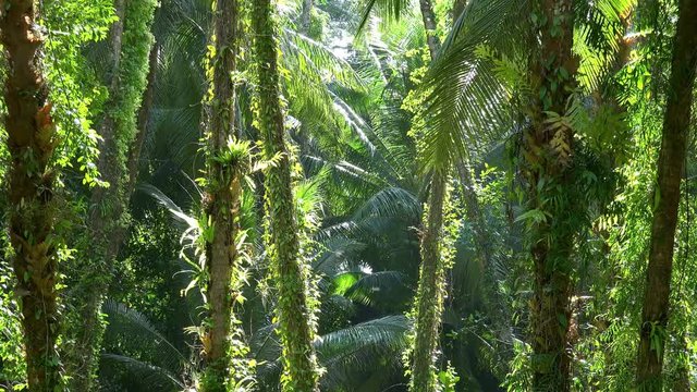 Wilderness of unspoilt woodland. Exotic untouched flora. Sun's rays penetrating humid jungles. Wind blowing green foliage of palms with thick trunks. Exoticism and freshness of greenery in habitat