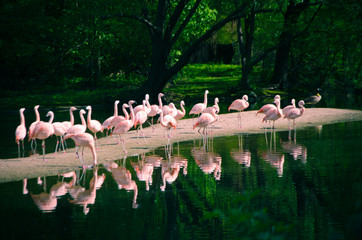 group of flamingos in the park