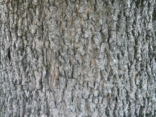 Wooden texture a cut tree