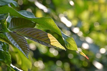 green leaves under sun light