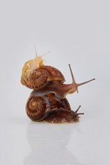 Garden Snails on a white background. Studio shot. Helix Aspersa Muller, Maxima Snail, Organic Farming, Snail Farming. Mollusk snail with brown striped shell