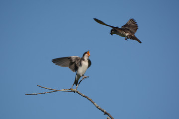 Tree Swallow Fledglings