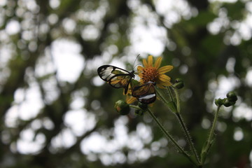 La Mariposa de alas invisibles 