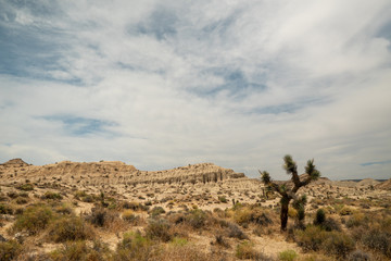 joshua tree in the desert