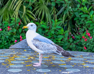 Young European herring gull (Larus argentatus) - Saint-Malo, Brittany, France
