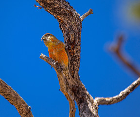 Red Crossbill Adult male at Grand Canyon, Arizona