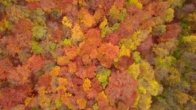 Forest autumn leaves top aerial view