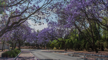 Jacaranda, primavera en Mexico