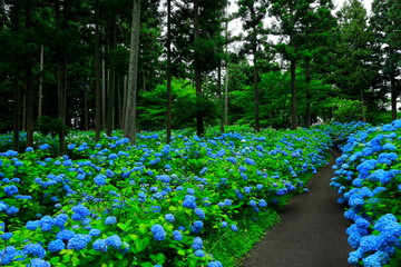 館山史跡公園の紫陽花