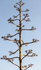 Tall tree with few branches making interesting design pattern