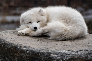 Obraz na płótnie Canvas Arctic Fox Peeking