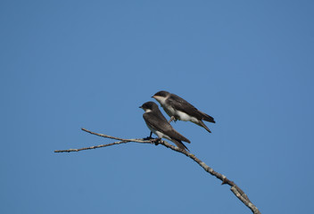 Tree Swallow Fledglings