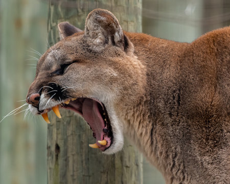 Cougar Growl Images – Browse 833 Stock Photos, Vectors, and Video | Adobe  Stock