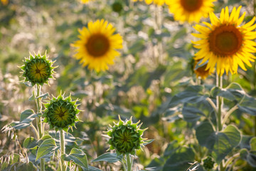 field of blooming sunflowers on a background