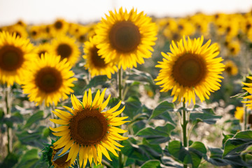 Fototapeta premium field of blooming sunflowers on a background