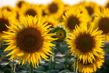 Obraz premium field of blooming sunflowers on a background