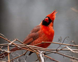 Northern Cardinal Says Hello