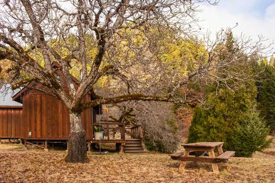 Wooden cabin on stilts with porch and picnic table in the woods in winter with grafted Walnut tree with a few walnuts left on high branches