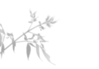 The shadow of the plant on the white wall. Black and white summer background for photo overlay or mockup