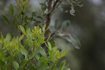 insectos
