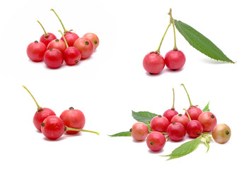 Set of Indian plum isolated on white background. Flacourtia rukam is a species of flowering plant...