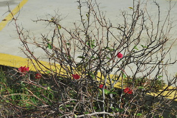 red berries on a tree