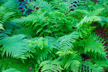 green fern in the forest close-up