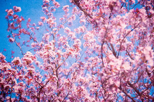 Textured overlay of pink cherry blossoms blooming on blue sky concrete wall
