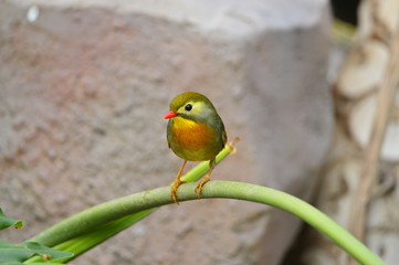 The outdoor fringillidae birds in the park