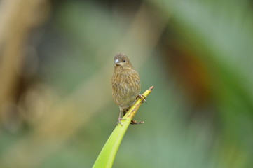 The outdoor fringillidae birds in the park