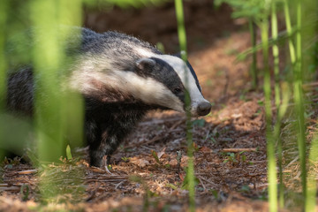 Badger, meles meles, portrait/close up surrounded by green bracken stems and leaves forest on a warm July evening in scotland.
