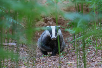 Badger, meles meles, portrait/close up surrounded by green bracken stems and leaves forest on a warm July evening in scotland. © Paul