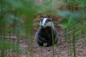 Badger, meles meles, portrait/close up surrounded by green bracken stems and leaves forest on a warm July evening in scotland. © Paul