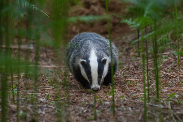 Badger, meles meles, portrait/close up surrounded by green bracken stems and leaves forest on a warm July evening in scotland. © Paul