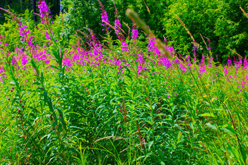 plant Ivan tea in the field in the summer