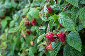 Obraz premium Row of red raspberries ready to harvest on a rural farm, rainy day, Pacific Northwest, USA
