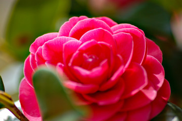 Camellia flower in full bloom in Japan