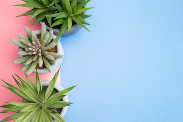 Green Plants On Colorful Abstract Flat lay Top View Background