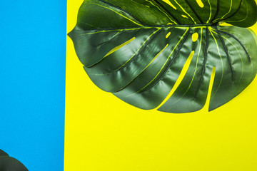 Fototapeta na wymiar Green Plants On Colorful Abstract Flat lay Top View Background