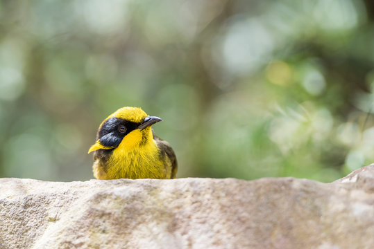 Yellow And Black Helmeted Honeyeater.