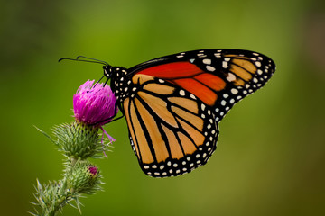 Fototapeta na wymiar Symmetrical Butterfly