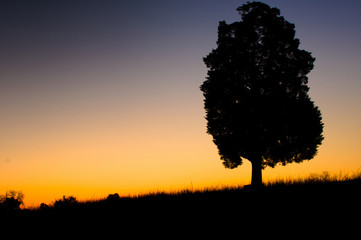 Tree in Front of Sunrise