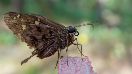 Obraz premium Moth on a wooden post