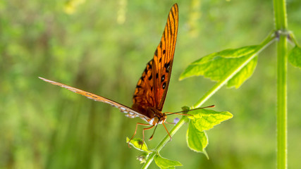 butterfly on a leaf upside down