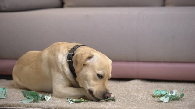Disobedient labrador dog chewing euro banknotes, lying on floor, pet misbehavior