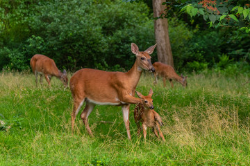 Naklejka na ściany i meble Family of deer in the forest